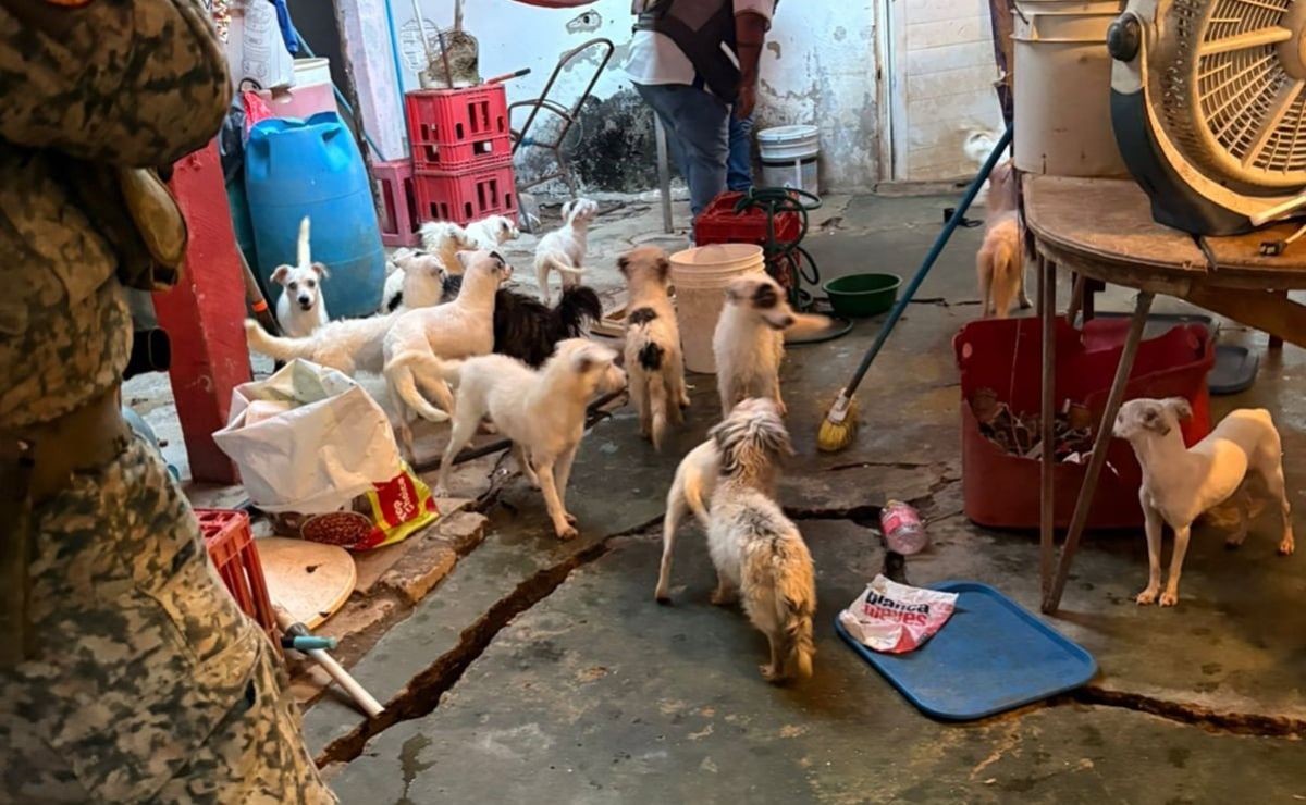 Rescatan-a-42-perros-en-Coatzacoalcos-tras-cateo-por-presunto-maltrato
