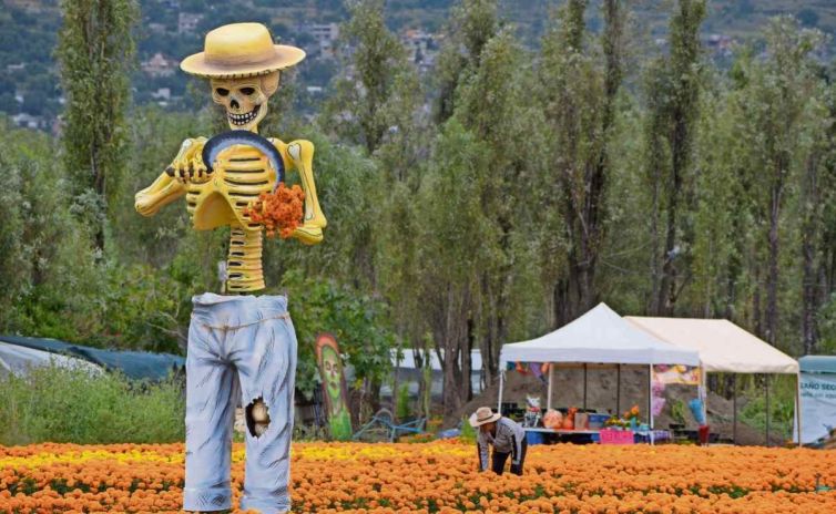 catrinas-monumentales-reciben-a-visitantes-entre-campos-de-cempasuchil-en-xochimilco