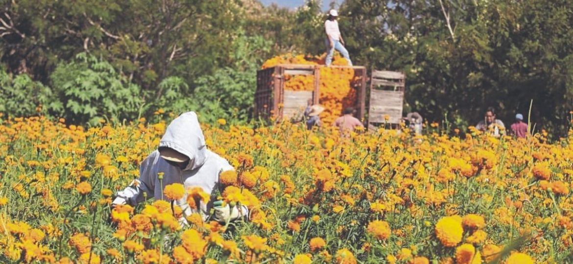 los-campos-de-atlixco-comienzan-la-cosecha-de-cempasuchil-y-terciopelo-para-dia-de-muertos